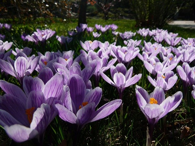 iris 198137 640